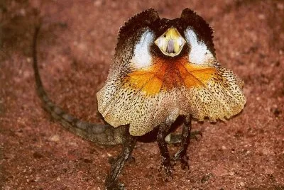 Chlamydosaurus kingii mostrando su gorguera.