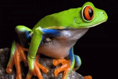 Rana de ojos rojos - Costa Rica