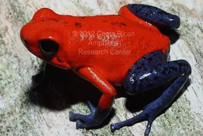 Rana venenosa