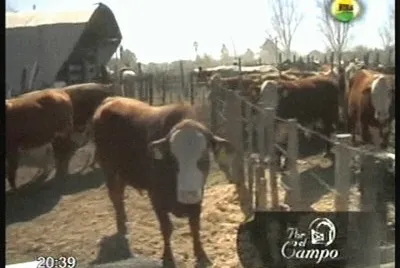 VACA