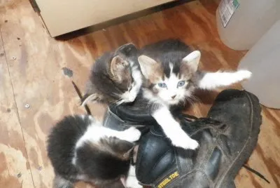 kittens play