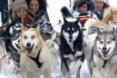 huskies