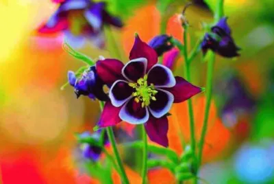 POEMA DE COLORES jigsaw puzzle