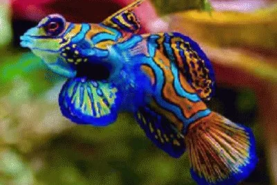 fish