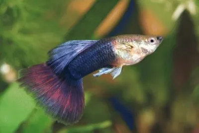 BONITO GUPY jigsaw puzzle