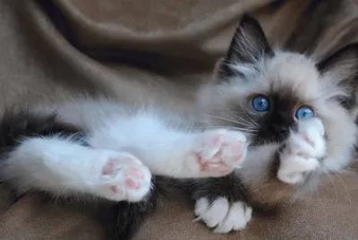Gatinho dormindo!