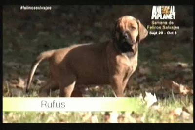 CACHORRO