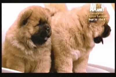 CACHORROS