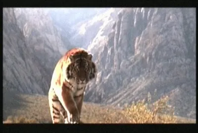 TIGRE