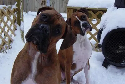 HERMOSOS BOXER  EXPRESIVOS jigsaw puzzle