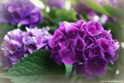flores jigsaw puzzle