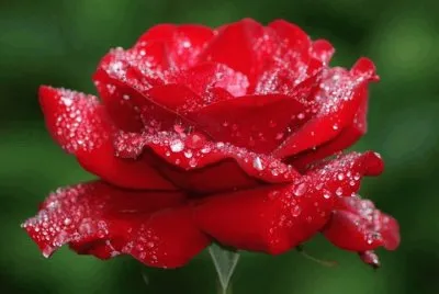 flores jigsaw puzzle