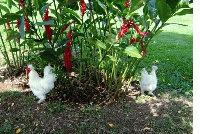 gallinas