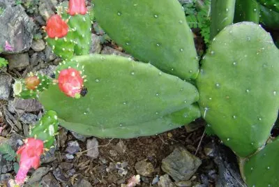 CACTUS