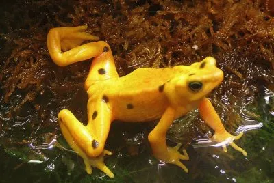 Rana Dorada - PanamÃ¡