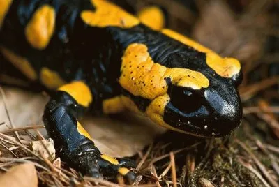 Salamandra ComÃºn