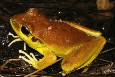 Rana Litoria Wilcoxi - Australia