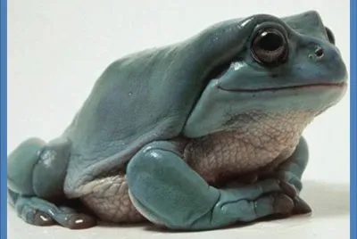 Rana ArborÃ­cola Rechoncha - Australia