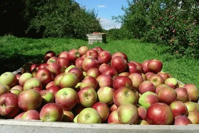 apple harvest