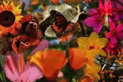 Butterflies
