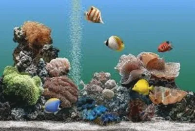 peixes
