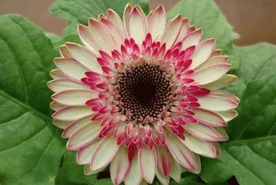 flores jigsaw puzzle