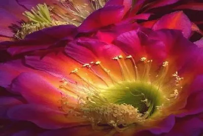 flores jigsaw puzzle
