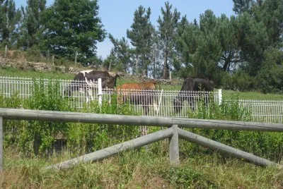 פאזל של ASTURIAS