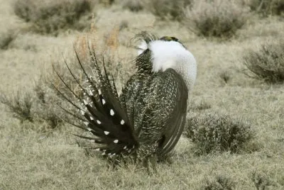 greater sage grouse