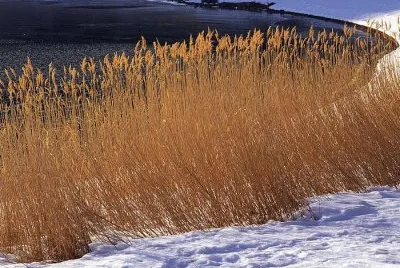 snow and wild grass