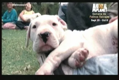 DOGO ARGENTINO