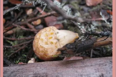 Cyttaria Gunii - AmÃ©rica del Sur