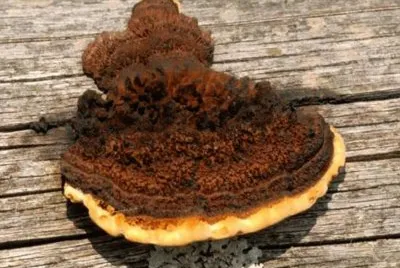 Cyttaria Gunii - AmÃ©rica del Sur