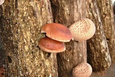 Lentinula Edodes Shiitake