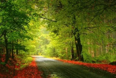paseo por el bosque