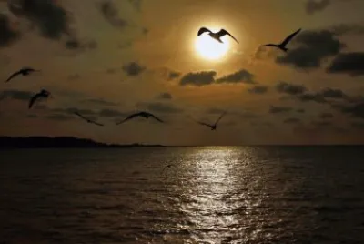 gaviotas al atardecer