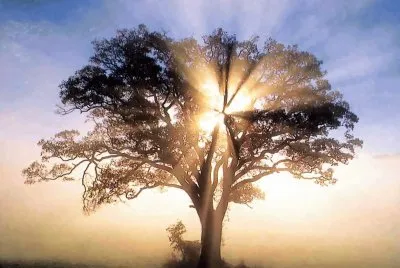 arbol de la vida