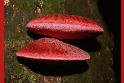 Fistulina Hepatica