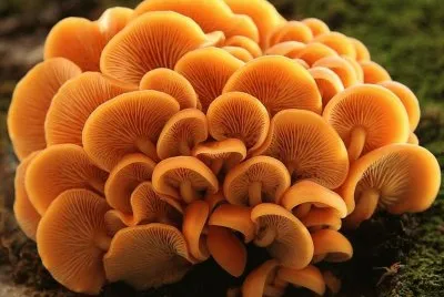 Flammulina Velutipes2 - Asia