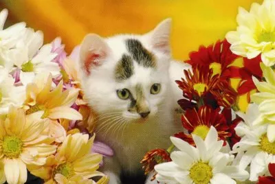gatet