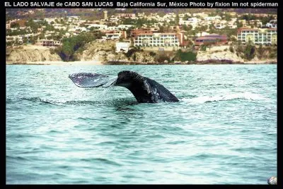 HERMOSA VISITA DE CABO SAN LUCAS, MÃ‰X.