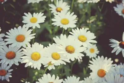Daisies