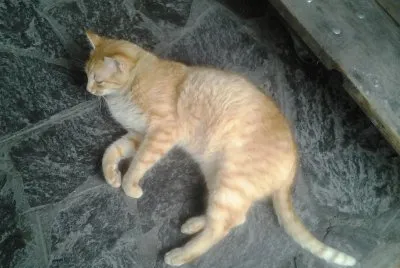 patato