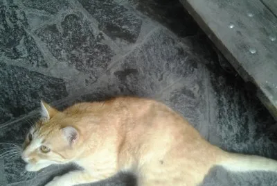 romeo
