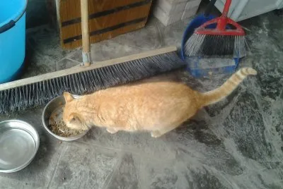 romeo