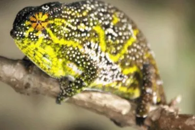 Furcifer Willsii (Female)  - Madagascar