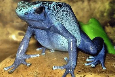 Dendrobates Azureus - Madagascar