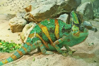 CamaleÃ³n del Yemen