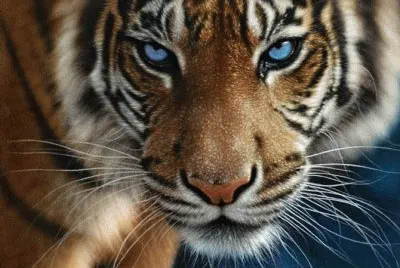 Tigre