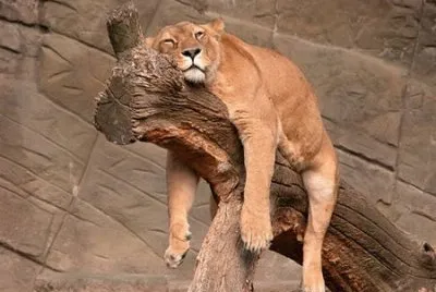 Tired